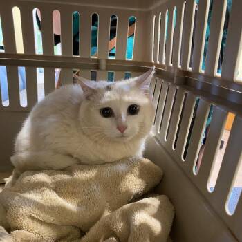 Domestic Short Hair Cats Available for Adoption - Unicorn | PetCurious