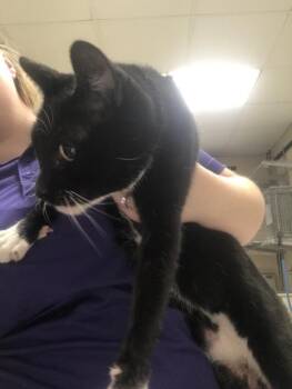 A432097 -  Domestic Short Hair Cat for Adoption in Conroe, Texas - A432097 | PetCurious