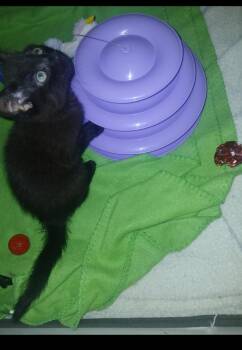 Stacy -  Domestic Short Hair Cat for Adoption in Chicago, Illinois - Stacy | PetCurious
