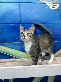 Cory -  Domestic Short Hair Cat for Adoption in Savannah, Georgia - Cory | PetCurious