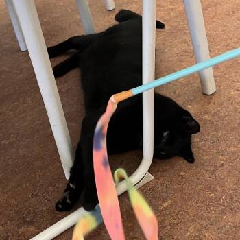 Bacon -  Domestic Short Hair Cat for Adoption in Glenwood Springs, Colorado - Bacon | PetCurious