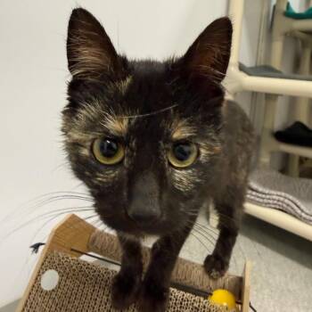 Domestic Short Hair Cats Available for Adoption in Fort Bragg, California - Favorite | PetCurious