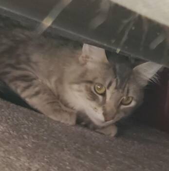 Marilyn -  Domestic Long Hair Cat for Adoption in Brainardsvle, New York - Marilyn | PetCurious