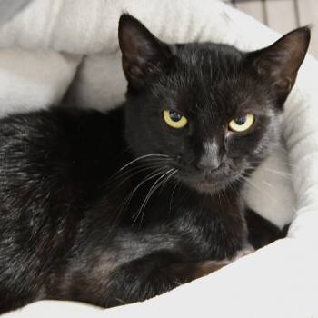 Electra -  Domestic Short Hair Cat for Adoption in Chilliwack, British Columbia - Electra | PetCurious