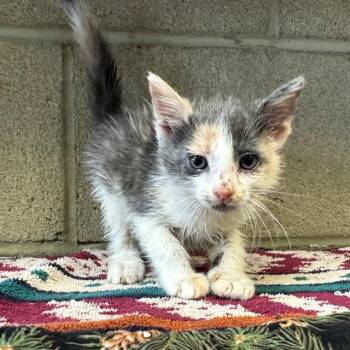 TWINKY -  Domestic Short Hair Cat for Adoption in Riverside, California - TWINKY | PetCurious