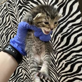 Elliptical -  Domestic Short Hair Cat for Adoption in Salt Lake City, Utah - Elliptical | PetCurious