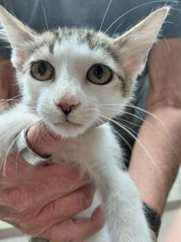 Buttercup -  Domestic Short Hair Cat for Adoption in Conway, Arkansas - Buttercup | PetCurious