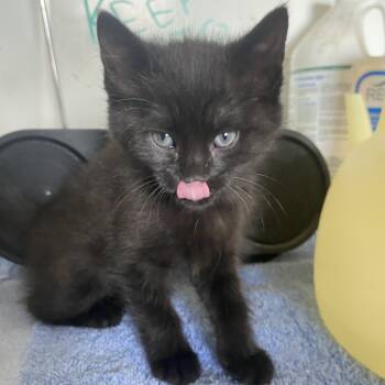 Rescue Domestic Short Hair Cats for Adoption in Taos, New Mexico - Love | PetCurious