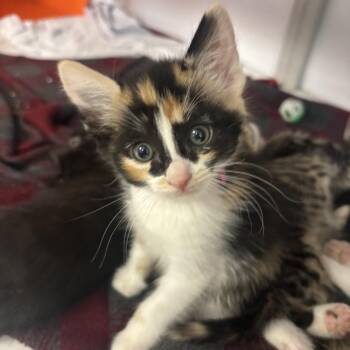 Domestic Short Hair Cats Available for Adoption in Houston, Texas - Callie | PetCurious