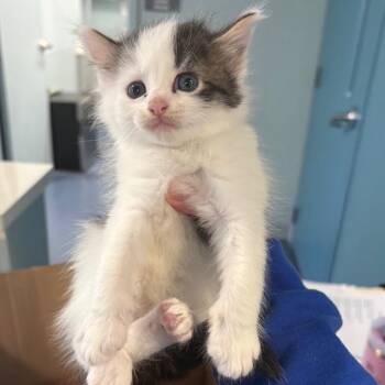 Hulk -  Domestic Short Hair Cat for Adoption in Greensboro, North Carolina - Hulk | PetCurious