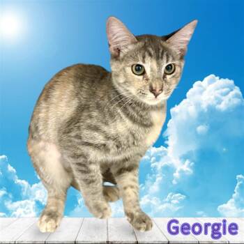 GEORGIE -  Domestic Short Hair Cat for Adoption in Visalia, California - GEORGIE | PetCurious
