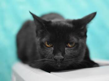 Florida -  Domestic Short Hair Cat for Adoption in Portland, Oregon - Florida | PetCurious
