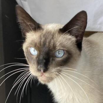 Kitty -  Siamese Cat for Adoption in Freeport, Florida - Kitty | PetCurious