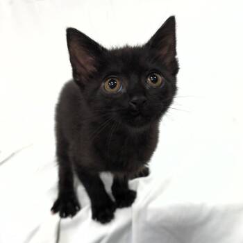Thackary -  Domestic Short Hair Cat Available for Adoption in Michigan City, Indiana - Thackary | PetCurious