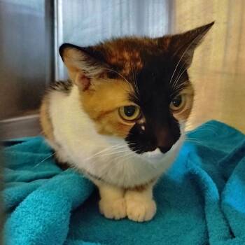 Domestic Short Hair Cats Available for Adoption - Lexie | PetCurious