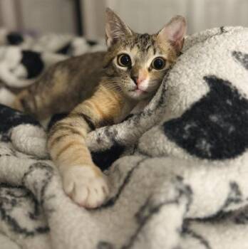 Domestic Short Hair Cats Available for Adoption in Gastonia, North Carolina - Dumplin | PetCurious