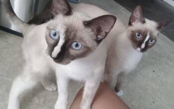 Piper -  Siamese and Domestic Short Hair Cat for Adoption in New Braunfels, Texas - Piper | PetCurious