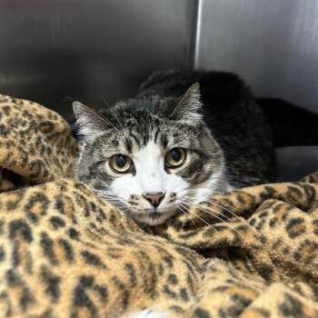 Rescue Domestic Short Hair Cats for Adoption in Salt Lake City, Utah - "Squeeks" | PetCurious