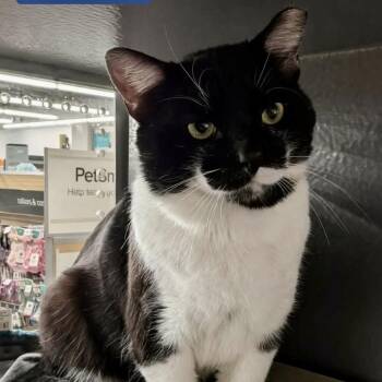 Domestic Short Hair Cats Available for Adoption - Damien | PetCurious