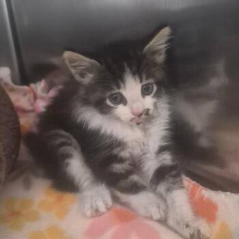 Abe -  Domestic Medium Hair Cat for Adoption in Fort Bragg, California - Abe | PetCurious