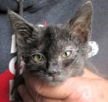 Millie -  Russian Blue and Domestic Long Hair Cat for Adoption in Paris, Kentucky - Millie | PetCurious
