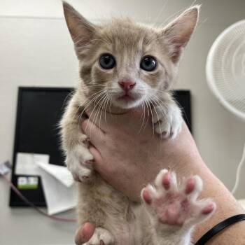 Domestic Short Hair Cats Available for Adoption in Columbiana, Alabama - Itsy Bitsy Spider | PetCurious