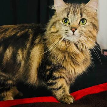 Mistibushi (f) 1yrs Siberian mix -  Siberian and Maine Coon Cat for Adoption in Ottawa, Ontario - Mistibushi (f) 1yrs Siberian Mix | PetCurious