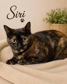 Siri -  Domestic Short Hair Cat for Adoption in Dalton, Georgia - Siri | PetCurious