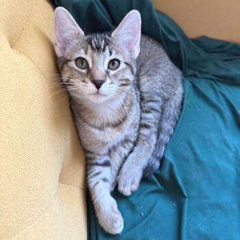 Critter -  Domestic Short Hair Cat for Adoption in Las Vegas, Nevada - Critter | PetCurious
