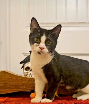 Rescue Domestic Short Hair Cats for Adoption in Forest, Virginia - *Phantom | PetCurious