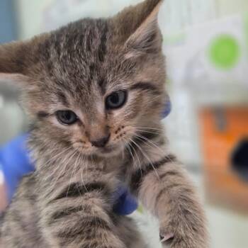 Domestic Short Hair Cats Available for Adoption in Charleston, West Virginia - Hope This Helps | PetCurious