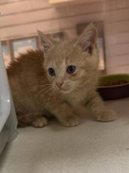 Domestic Short Hair Cats Available for Adoption in North Charleston, South Carolina - 92705a Chickpea | PetCurious