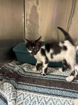 Stassi -  Domestic Short Hair Cat Available for Adoption in Marietta, Georgia - Stassi | PetCurious
