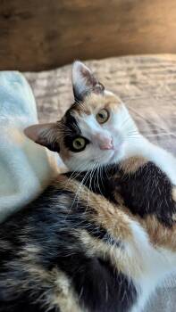 Rescue Domestic Short Hair Cats for Adoption - Taylor | PetCurious