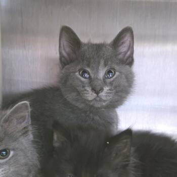 Rome -  Domestic Short Hair Cat for Adoption in Fort Wayne, Indiana - Rome | PetCurious
