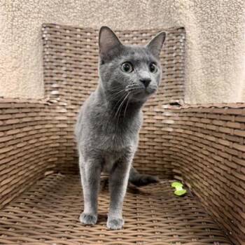 Eris Courtesy Listing -  Domestic Short Hair Cat for Adoption in Midland, Michigan - Eris Courtesy Listing | PetCurious