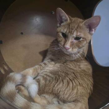 Domestic Short Hair Cats Available for Adoption - Cheeto | PetCurious