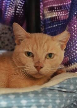 Outlaw 64132 -  Domestic Short Hair Cat for Adoption in Aiken, South Carolina - Outlaw 64132 | PetCurious