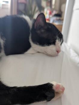 Rescue Domestic Short Hair Cats for Adoption - Winston | PetCurious