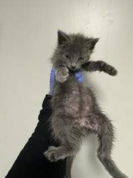 Domestic Medium Hair Cats Available for Adoption - EGGDROP SOUP | PetCurious