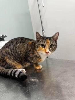 Stella -  Domestic Short Hair Cat for Adoption in Annapolis, Maryland - Stella | PetCurious