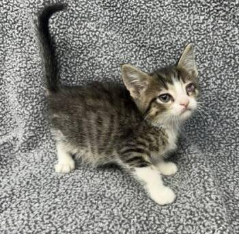 Domestic Short Hair Cats Available for Adoption in Sullivan, Indiana - Arizona Foster 2 | PetCurious