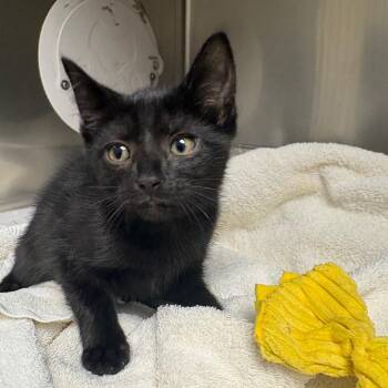 Arista -  Domestic Short Hair Cat for Adoption in Milton, Florida - Arista | PetCurious