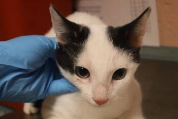 BERRY -  Domestic Short Hair Cat for Adoption in Columbia, South Carolina - BERRY | PetCurious