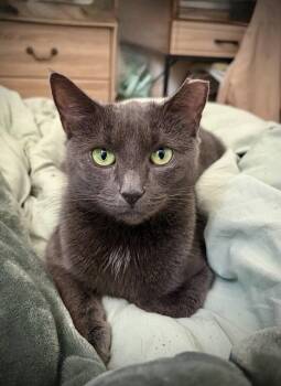 Jade -  Domestic Short Hair Cat for Adoption - Jade | PetCurious