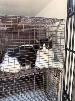 A661107 -  Domestic Short Hair Cat for Adoption in Houston, Texas - A661107 | PetCurious