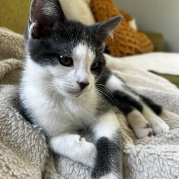 Domestic Short Hair Cats Available for Adoption in Macomb, Michigan - Lennox | PetCurious