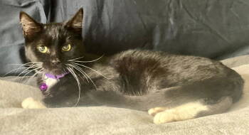 Rescue Domestic Medium Hair Cats for Adoption in Seal Beach, California - Meredith | PetCurious