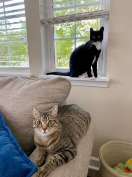 Tabby and Tuxedo Cats Available for Adoption in Orland Park, Illinois - Timber & Ukulele (BONDED PAIR) | PetCurious