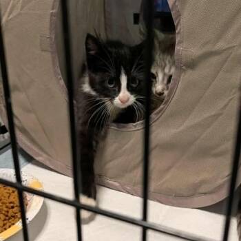 Wren -  Domestic Medium Hair Cat for Adoption in Little Mountain, South Carolina - Wren | PetCurious